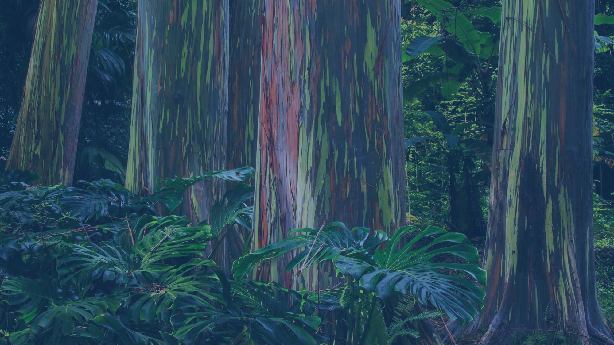 Rainbox Eucalyptus Trees in a Forest